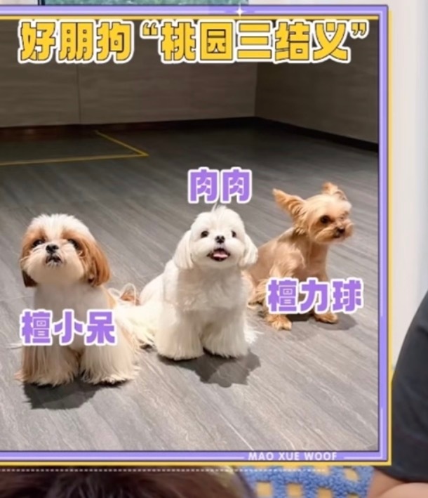 原来呆球和肉肉见面了感觉檀小呆很开心啊～毕竟檀小呆喜欢白色的东西[偷乐][偷乐]