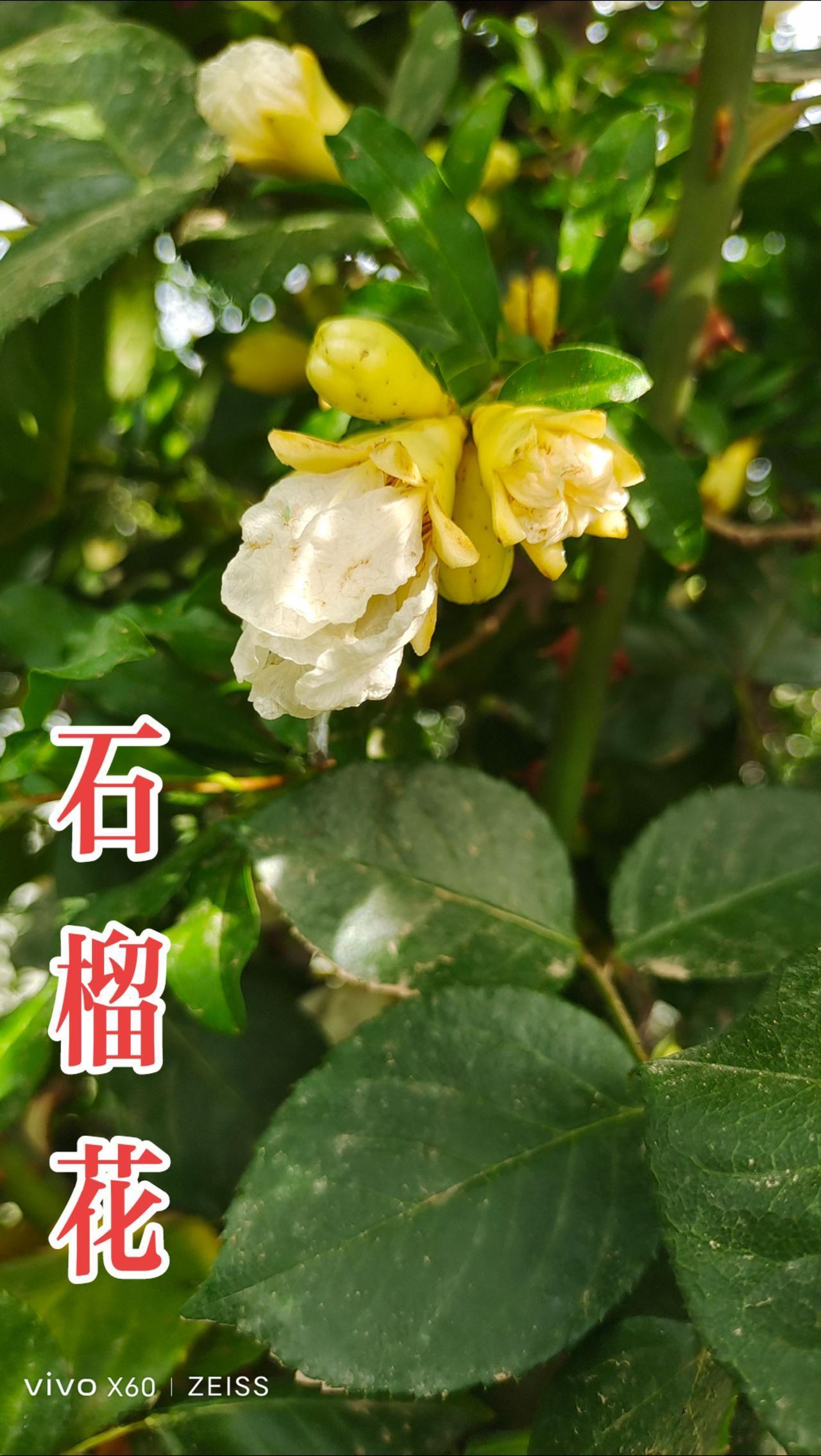 看见音乐 一花一草一世界