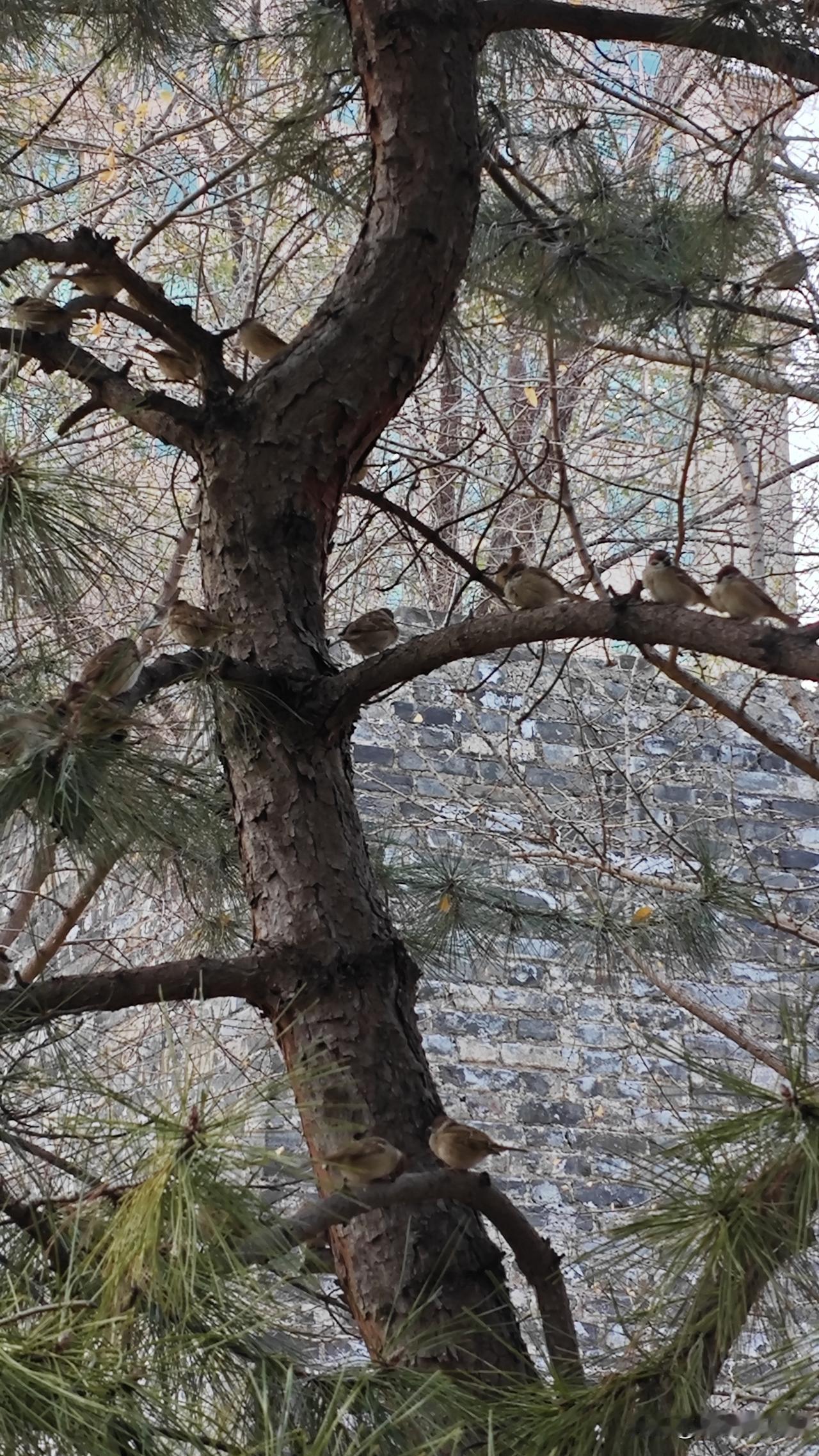 我每天都要户外运动。有时走着走着，路上突然冒出一个大声唱歌的老头，特别是那种手舞