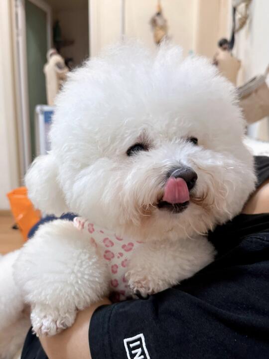 嫉妒使人面目全非😡 尤其是爸宝狗