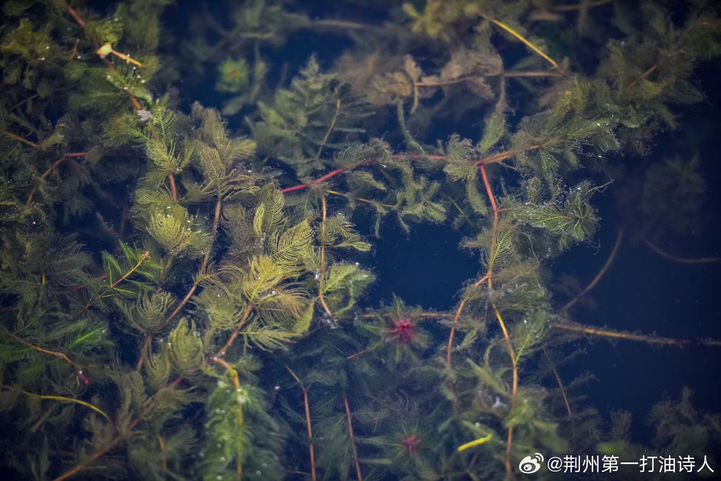 浮水植物狐尾藻〈穗状狐尾藻/粉绿狐尾藻） 