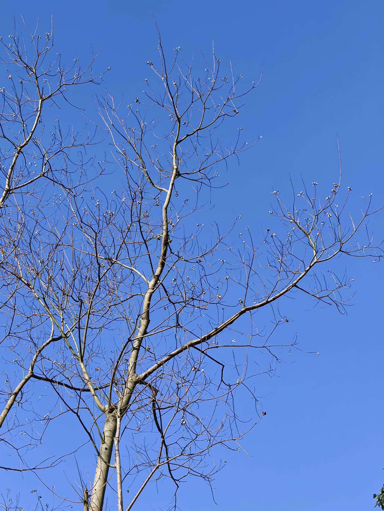 天气大好，出来创作咯！
九峰山 八大坑 中营风电场 pura80ultra