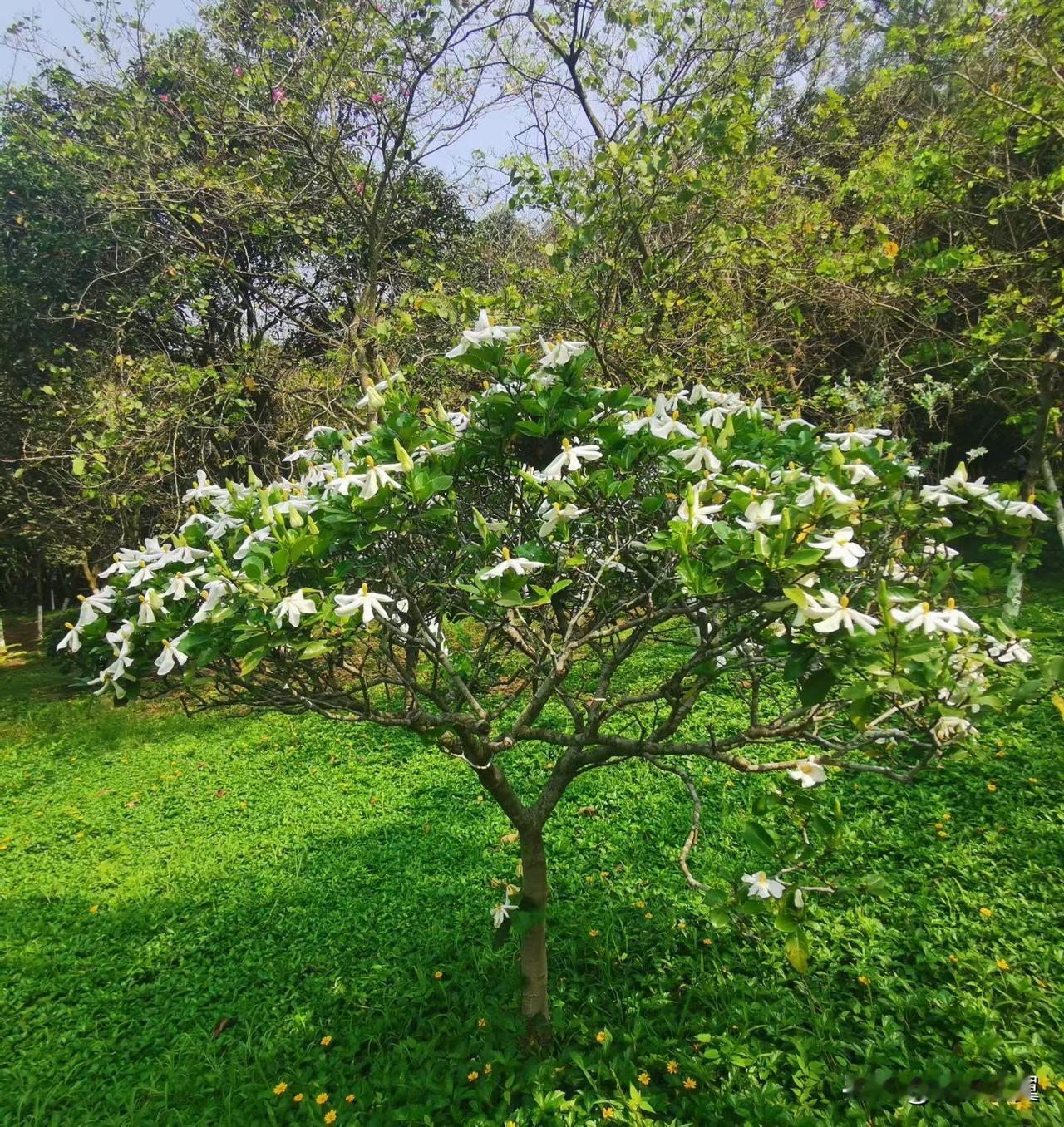 【小对联】
上：咏叹；
下：……？