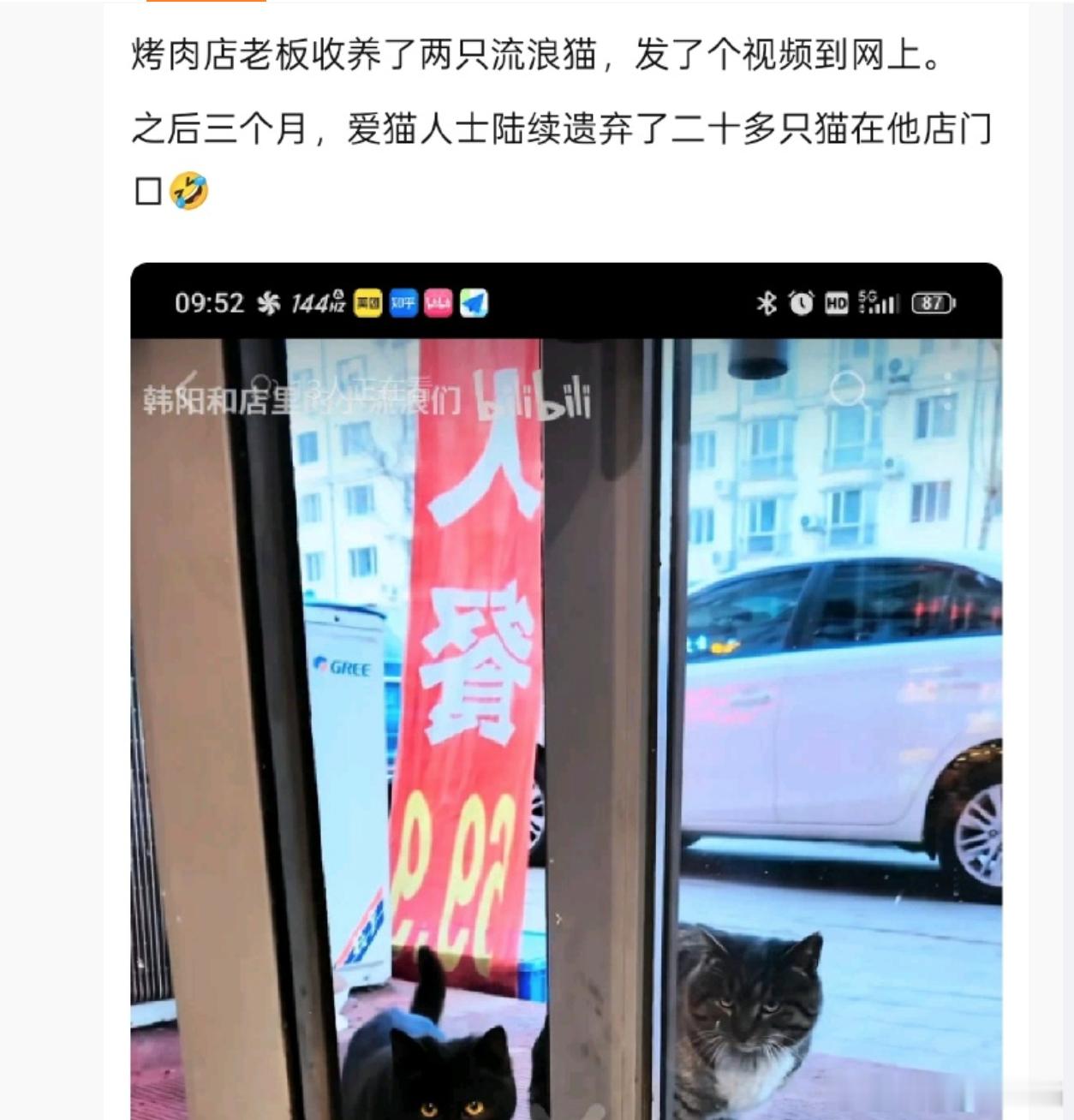 餐饮烤肉店想用流浪猫博流量，二十多只流浪猫如潮水般真来了 ​​​