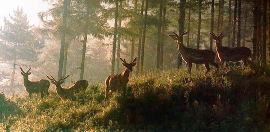 早晨是一只花鹿，踩到我额上，世界多么好。——海子 ​​​