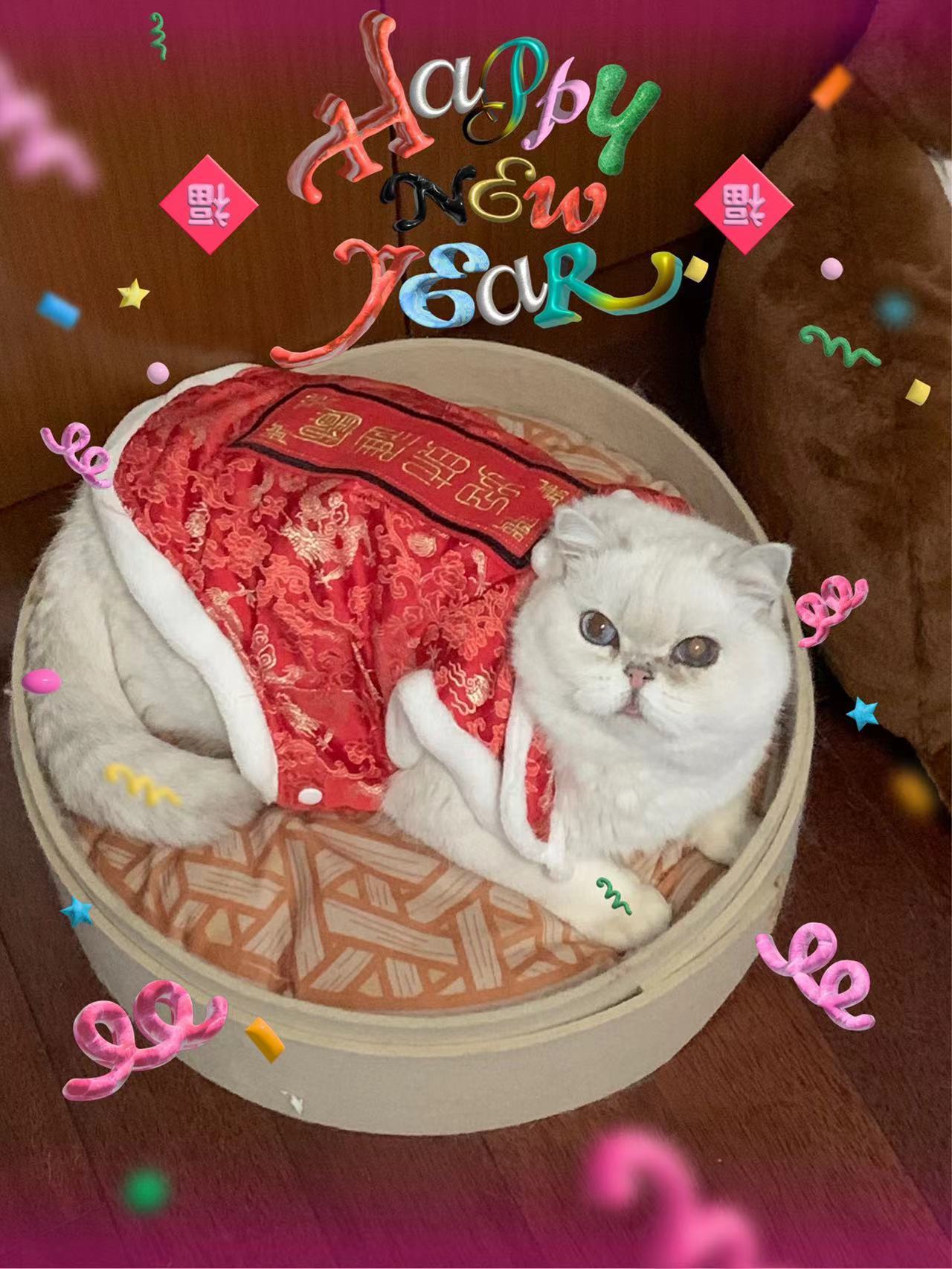 大年初一万事顺意#英国短毛猫##银点##辣椒家新家回访# ​​​