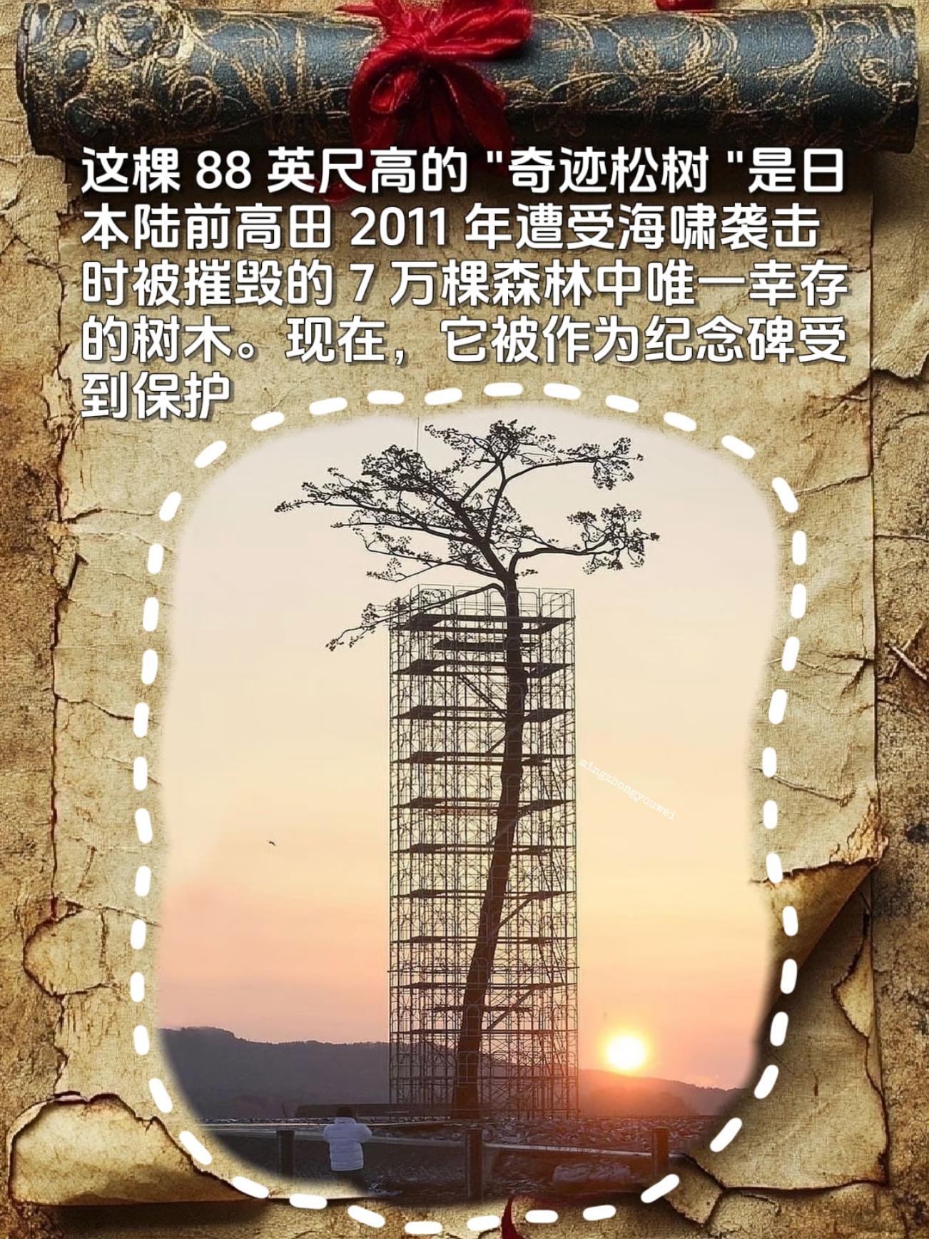 原来每个国家都有一个猪坚强的存在