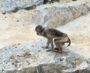 6月23日，太原动物园通报“猴子瘦成皮包骨”，称网传视频中引发关注的猕猴，于20
