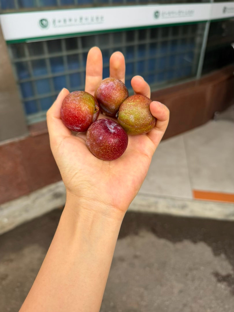 跟对象说我要吃青色的大李子然后我得到了（也好吃的） 