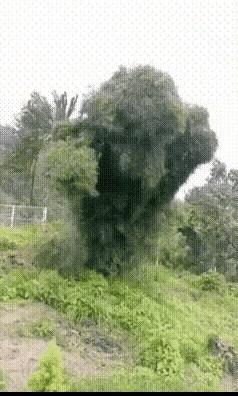 路边那棵大树真是双面人，平时站得笔直装高冷，风一吹就原地蹦迪扭成麻花。这不就跟咱
