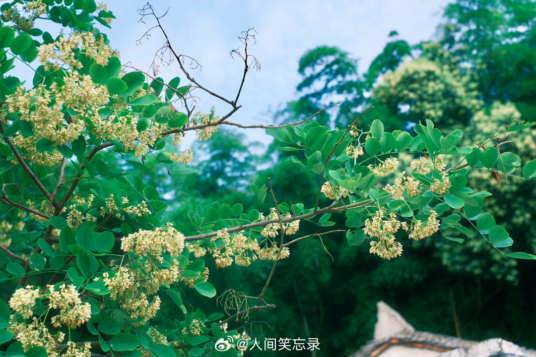 村人家的黄檀，在漫长的岁月中不急不缓的生长，也默默的装饰着屋角。植物