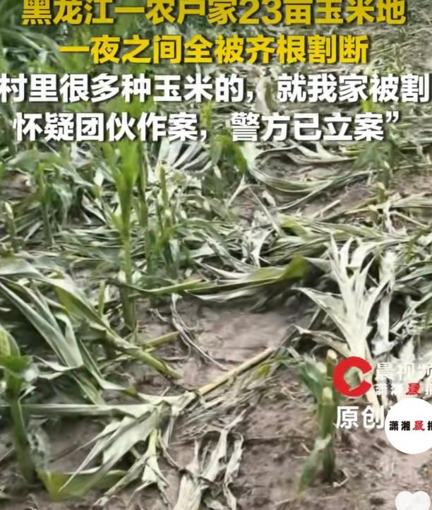 “作孽呀！”黑龙江庆安，一女子起早贪黑种了23亩玉米，不料却一夜之间，全部被人齐