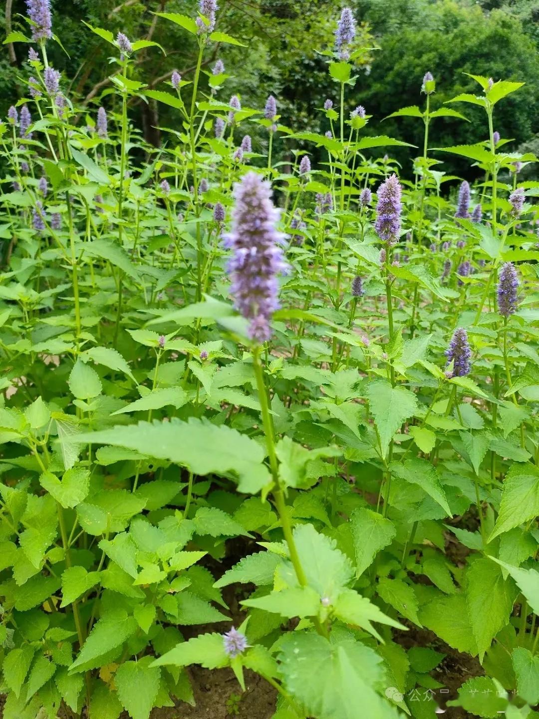 草木皆有灵，识者解疾忧，识药秘要，字字藏真，句句通灵。草木中空，携风气之灵，善解