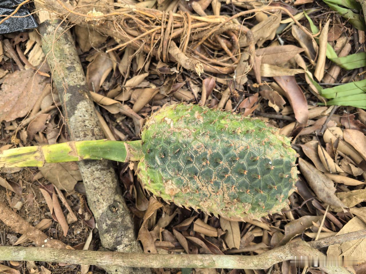 网上有些人放大草药的功效和作用，但实际是什么情况呢，一些村民就经常拿了一堆草药过