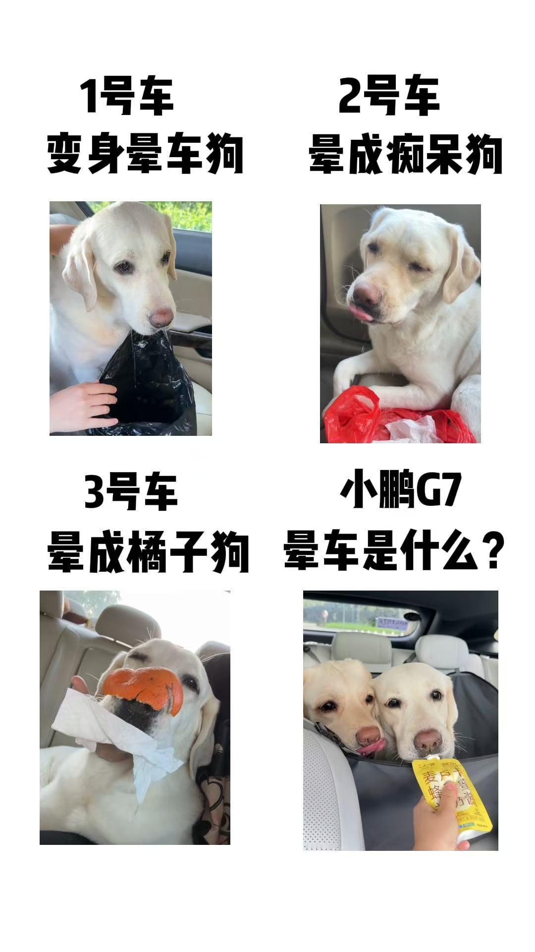 看了晕车的狗狗坐小鹏G7竟不晕车了，看来小鹏G7的AI底盘真的做到了不颠、不晃、