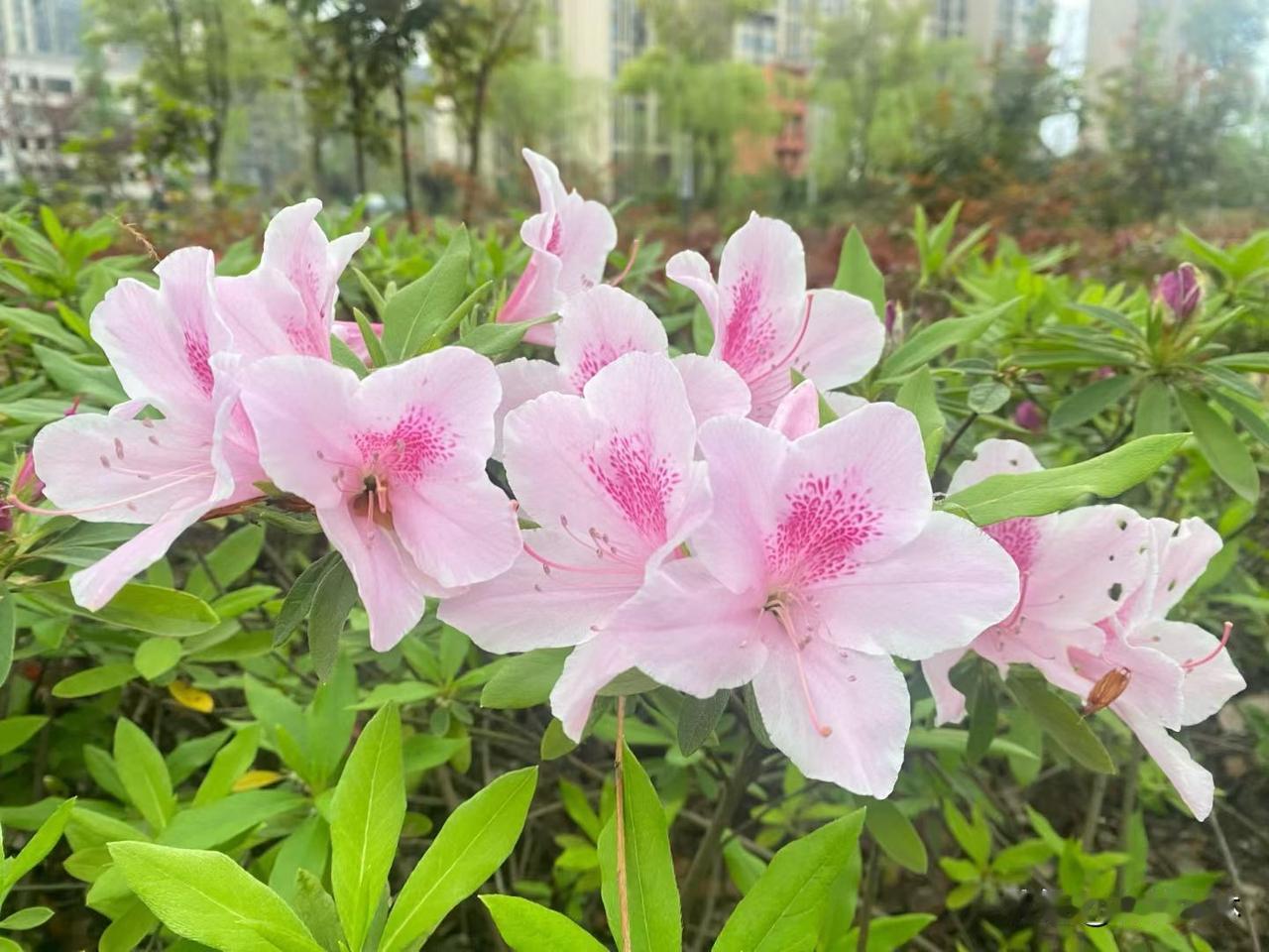 这几天也不知道咋地了
啥事都是如此的沉寂呢
送手工活的人也不来了
微头条也没人来