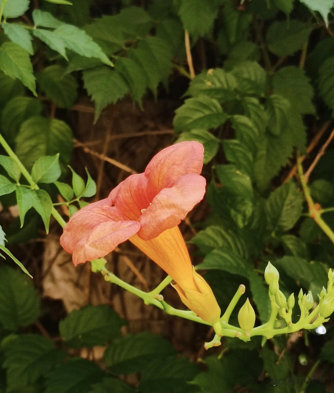 善于攀援而上的凌霄花
（拍摄于沙河市·兴业园 2026-7-20）