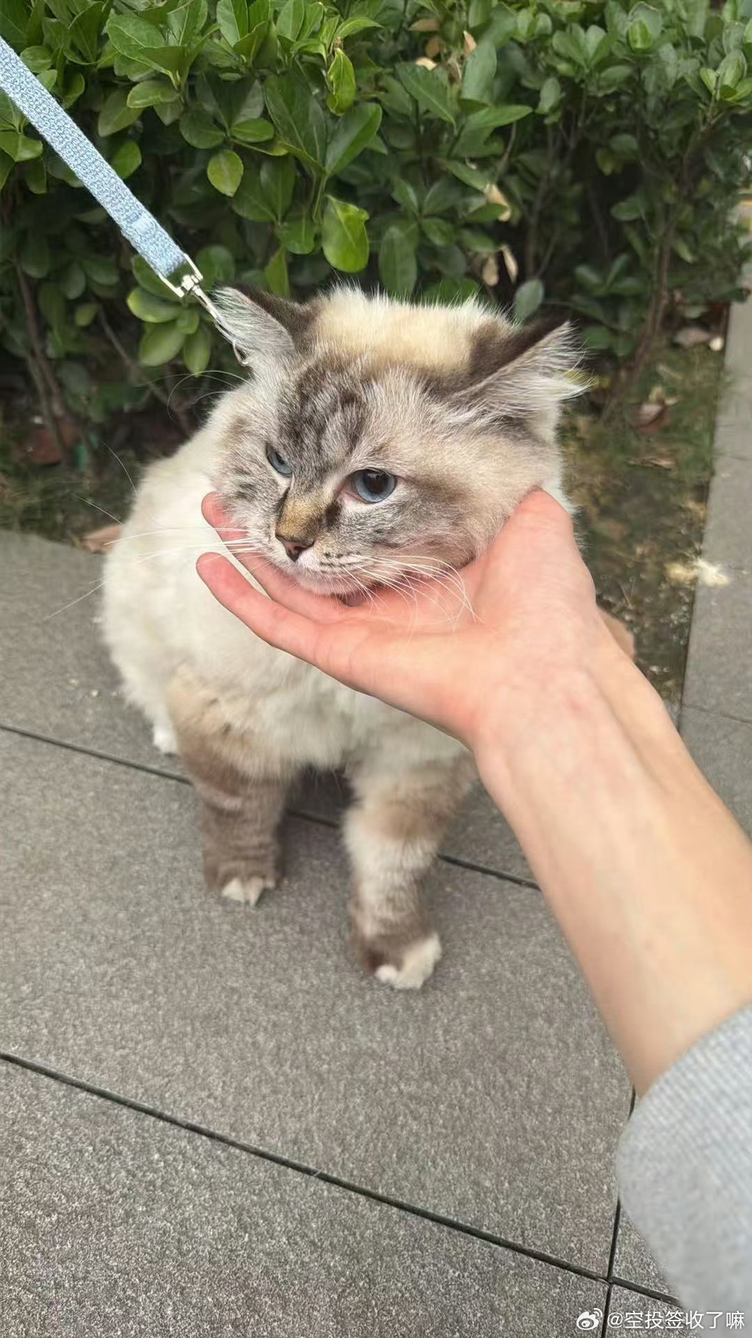 猫猫不给你拍 那就自拍看看吧2026PEL夏季赛2026PEL