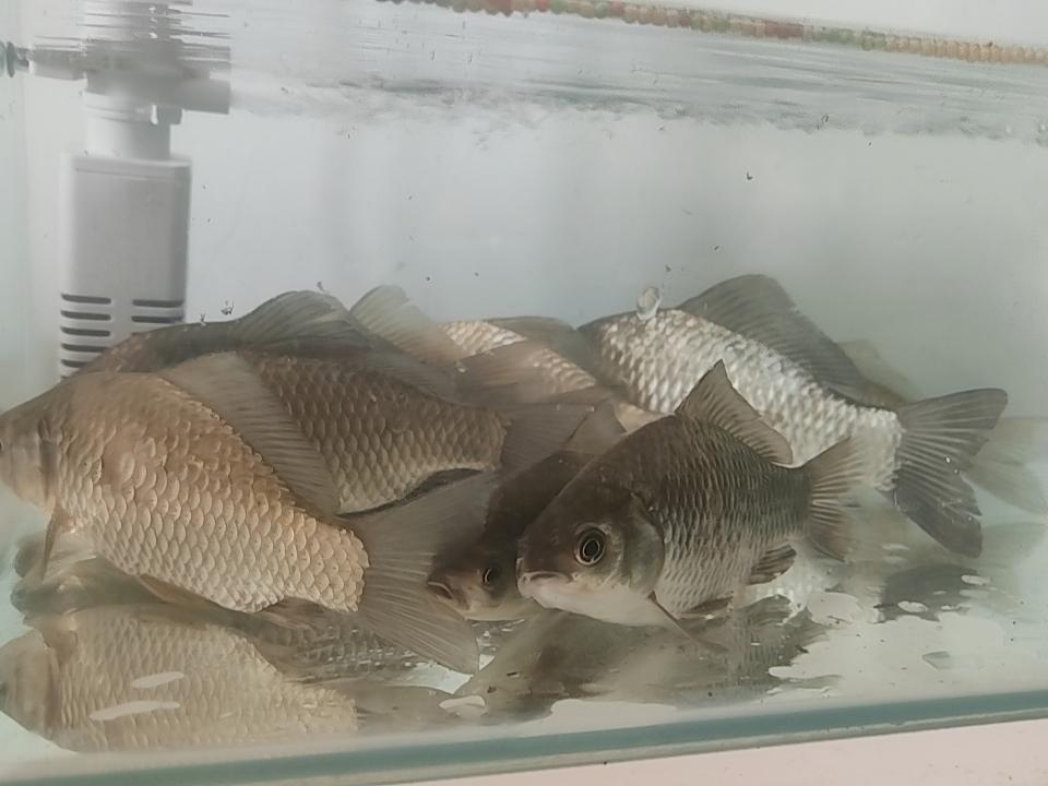 哈哈，估计我养的鱼顺便可以玩，更可以捞出来吃哈哈。
媳妇哺乳期，抓了一些野生鲫鱼