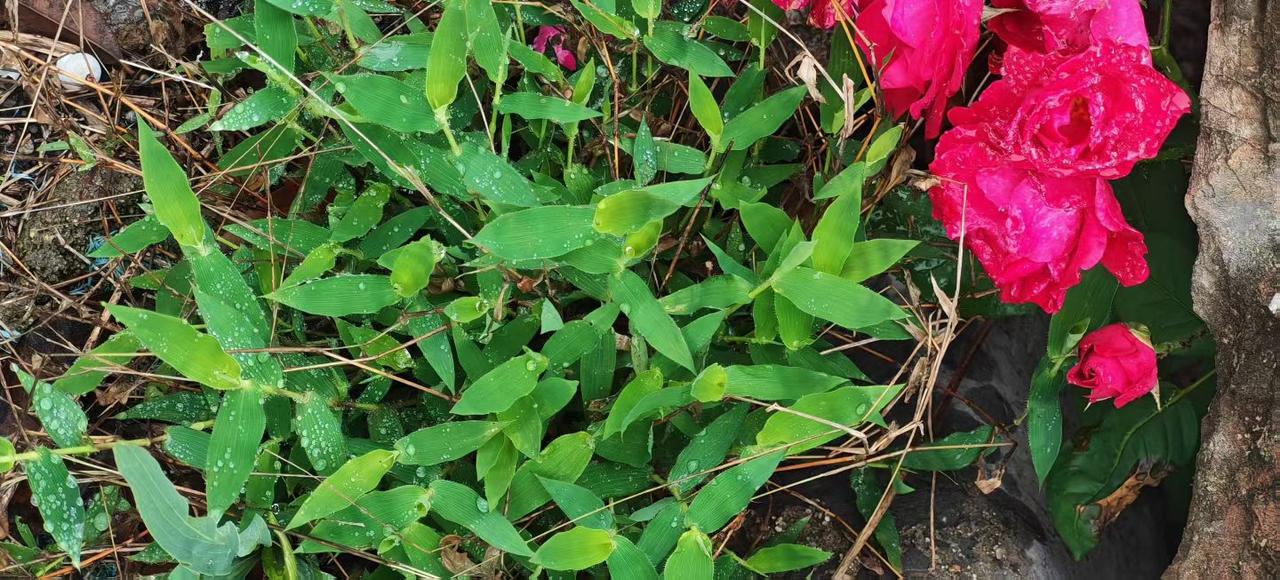 相册里的花花草草