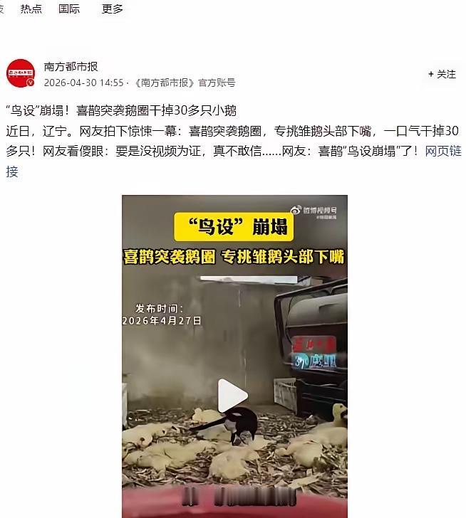 解释不清了！4月30日南方都市报报道，辽宁出了件离谱事，一只喜鹊闯进鹅圈，对着三