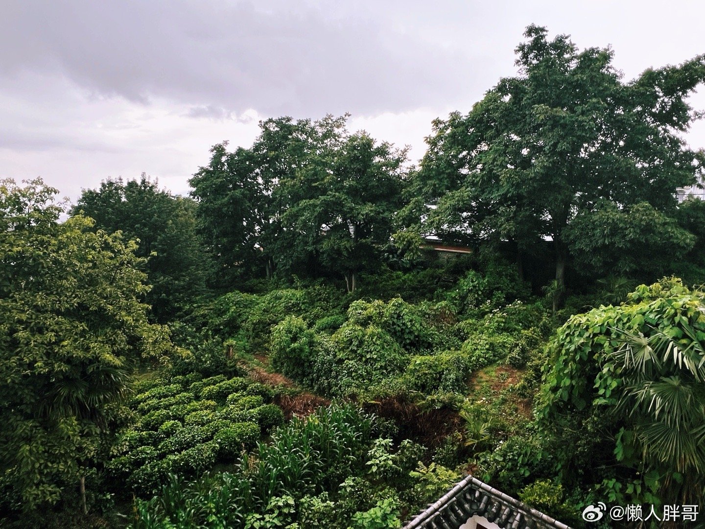一场急雨消暑热差点被雨困在外面此时此刻 20260626。周五。五月十二。冒个泡