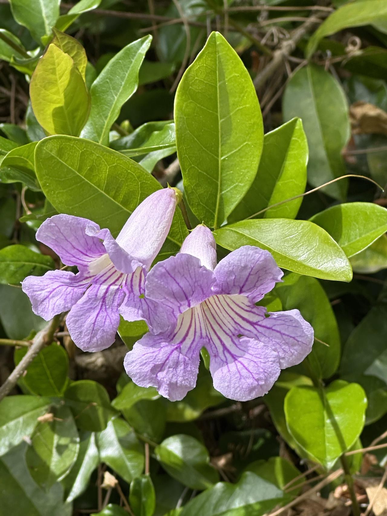 广东六大落幕房企：
恒大地产集团、碧桂园、富力地产、合生创展、景业名邦集团、方圆