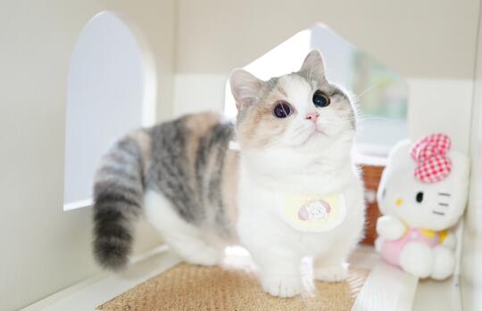 稀有款异瞳三花曼基康矮脚猫