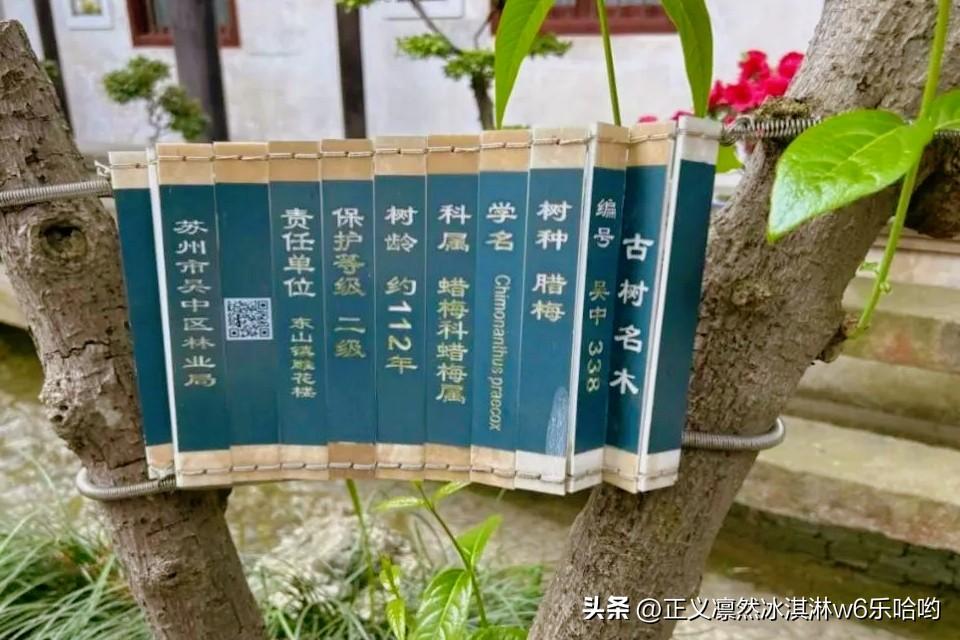 吴中百年五色茶树开花，这简直太神奇了！想象一下，一棵历经百年风雨的茶树，绽放出五