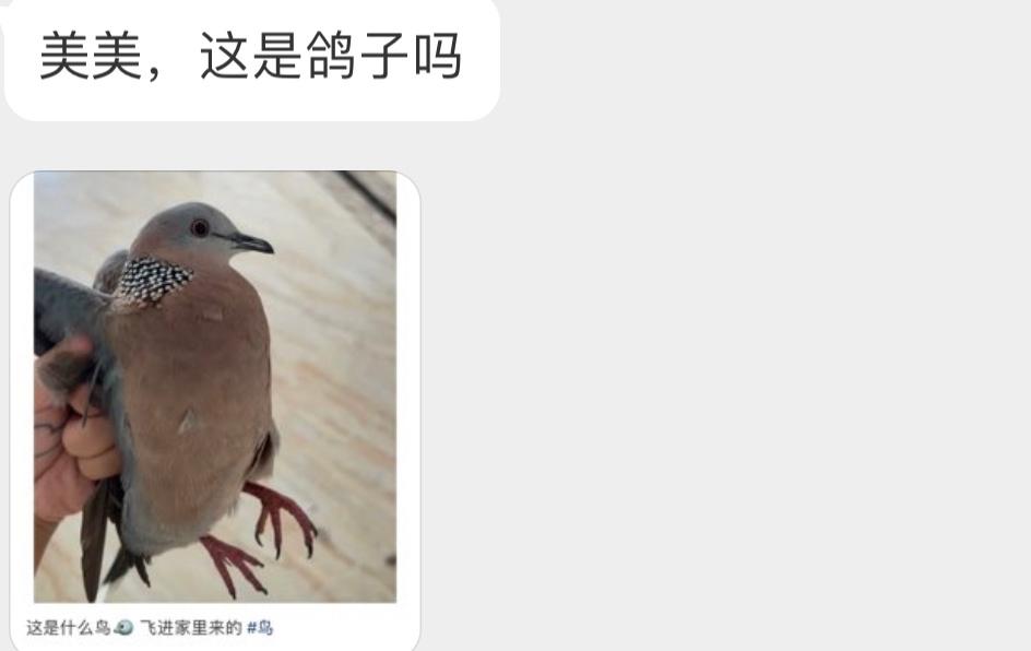 飞屋里的珠颈斑鸠娴熟的抓鸡手法（揪翅膀会疼的[苦涩]快放了吧！ ​​​