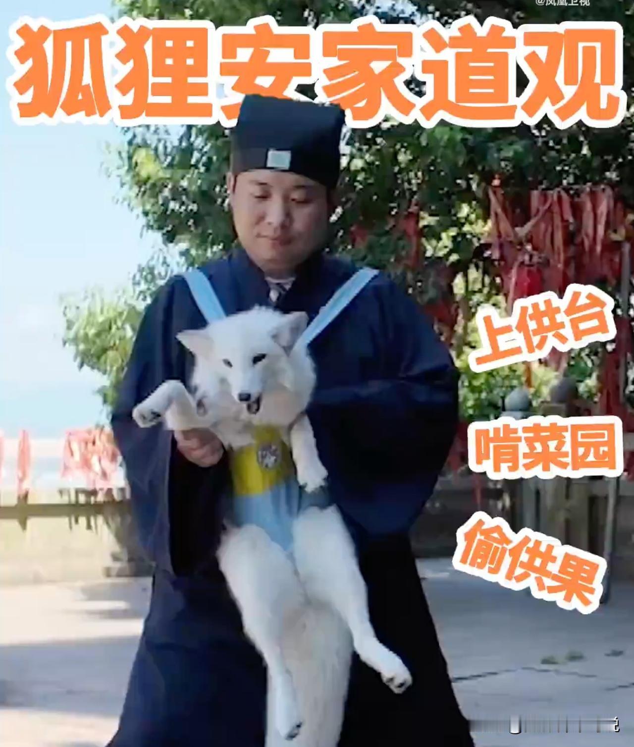 狐狸被道观给宠坏了，爬供台、偷供果、啃菜园抓现行后却舍不得打，这狐狸可是掉进蜜罐