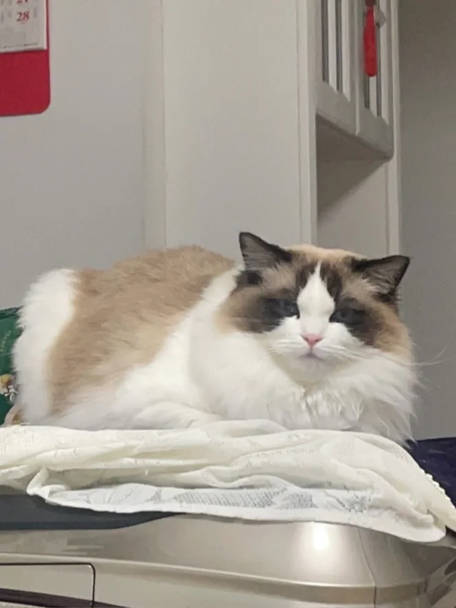 当我忘记家里还有个猫时……