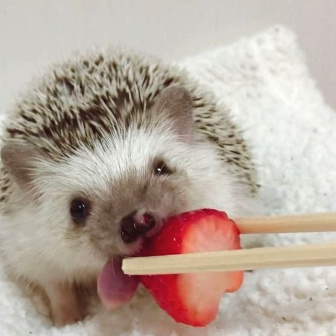 🦔小刺猬 