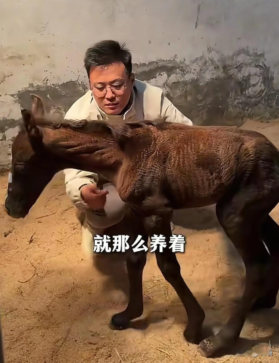 原来好人真有好报的！

山东淄博刘先生喜欢养马，
最近俱乐部有人要快速出售一匹马