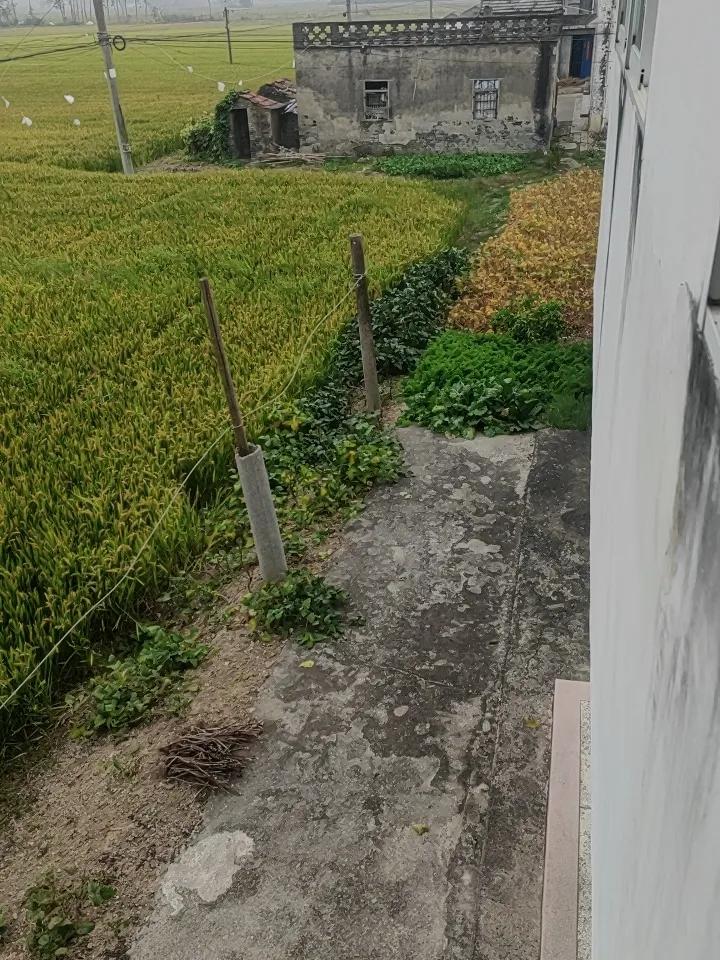 回舒城乡下住了小半个月，才发觉从前总往城里扎的日子，把周身的感官都磨得迟钝了。