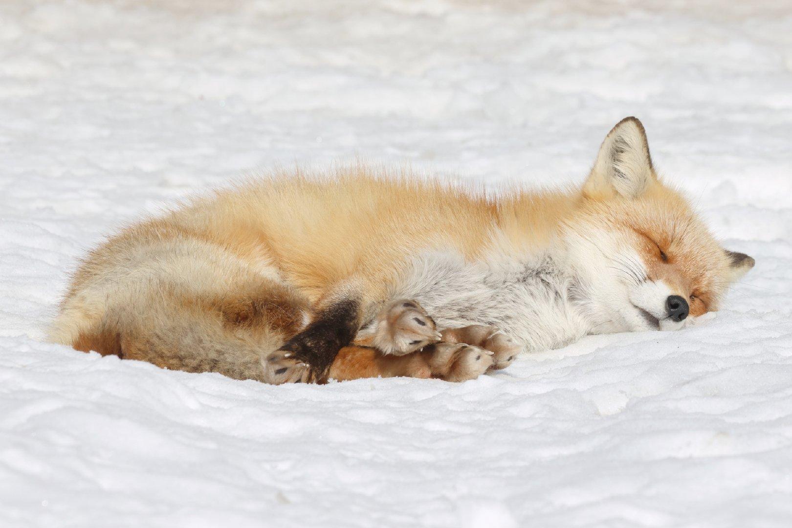 无忧的安眠.jpg©️chengren21 