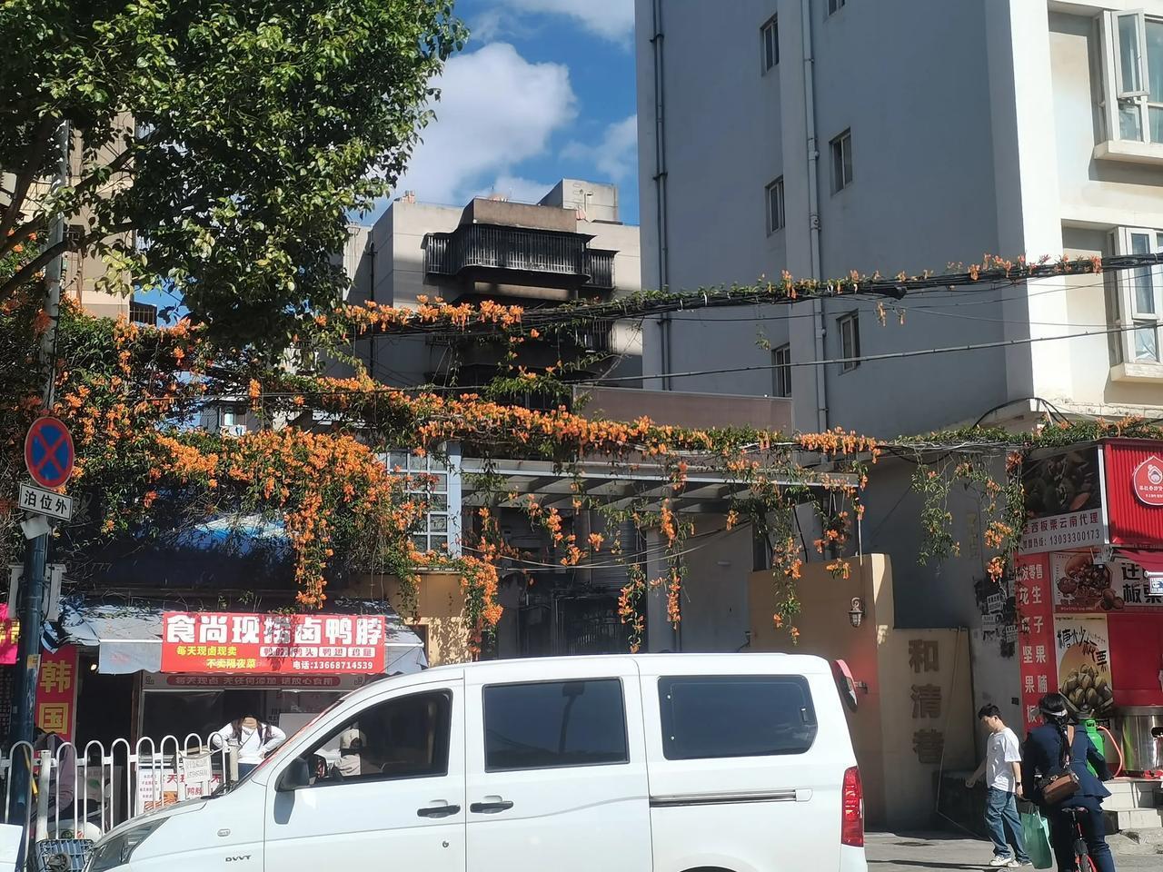 昆明的小小区门口见到的这个是什么花，好漂亮呀！生命力也太玩强了吧！树根四周都是水