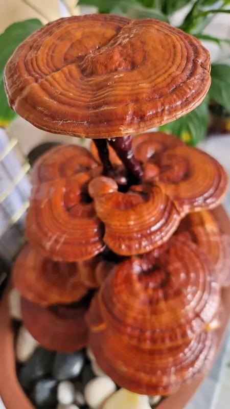 灵芝的功效可太多啦！它能增强免疫力，像很多体弱多病的人吃了灵芝后，感冒次数都明显