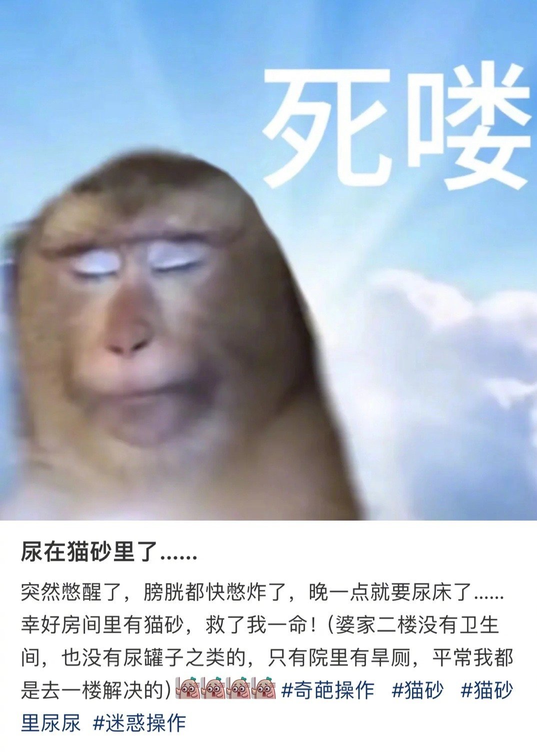 有时候我真的会被人类的经历吓到🤯。。。。不过猫的脾气说实话真的挺好的。。。。。