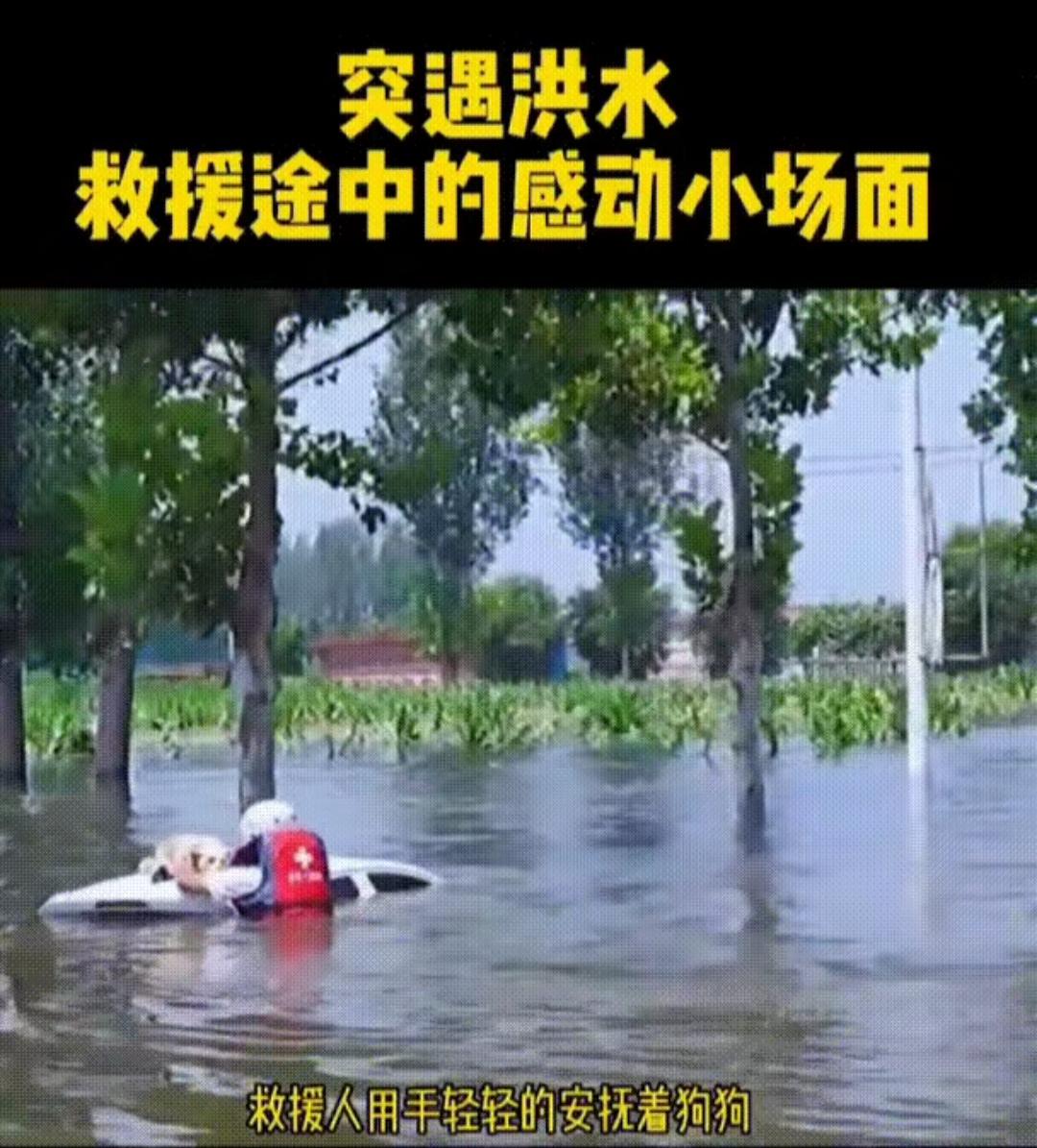 洪水中，救援人员发现一只狗狗站在车顶天窗上，狗狗脖子上还系着牵引绳，估计洪水突然