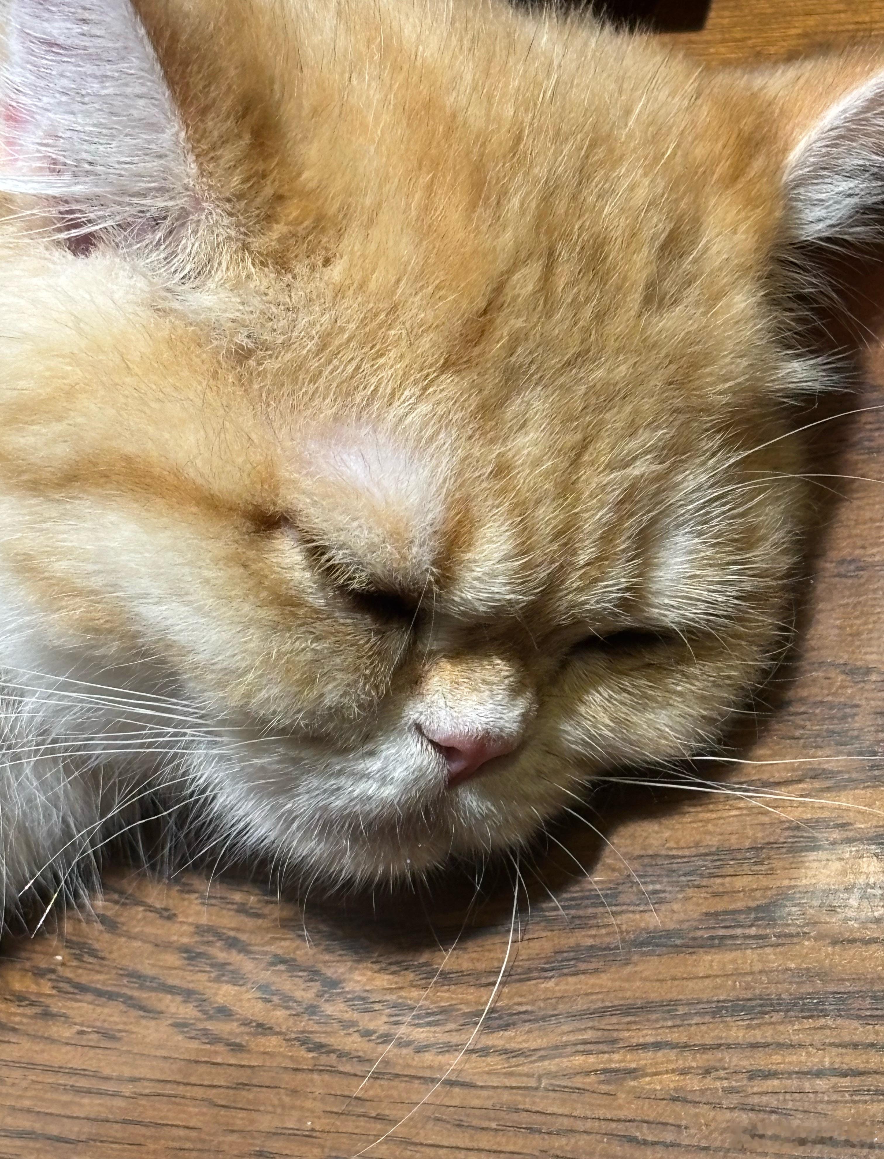 我不觉得我拍猫技术很差啊.jpg 