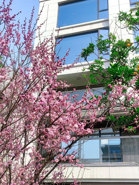 「梅」疯了🌸金银湖绝对是2025赏花顶流🌈
