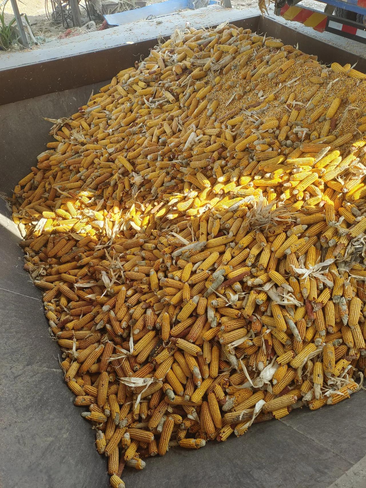 新玉米价格0.45元每斤，亩产2600斤左右，折合每亩地一千二百元左右吧！老铁们