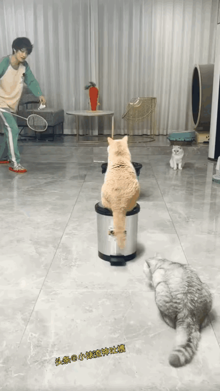 居然被这几只猫帅到了[6]