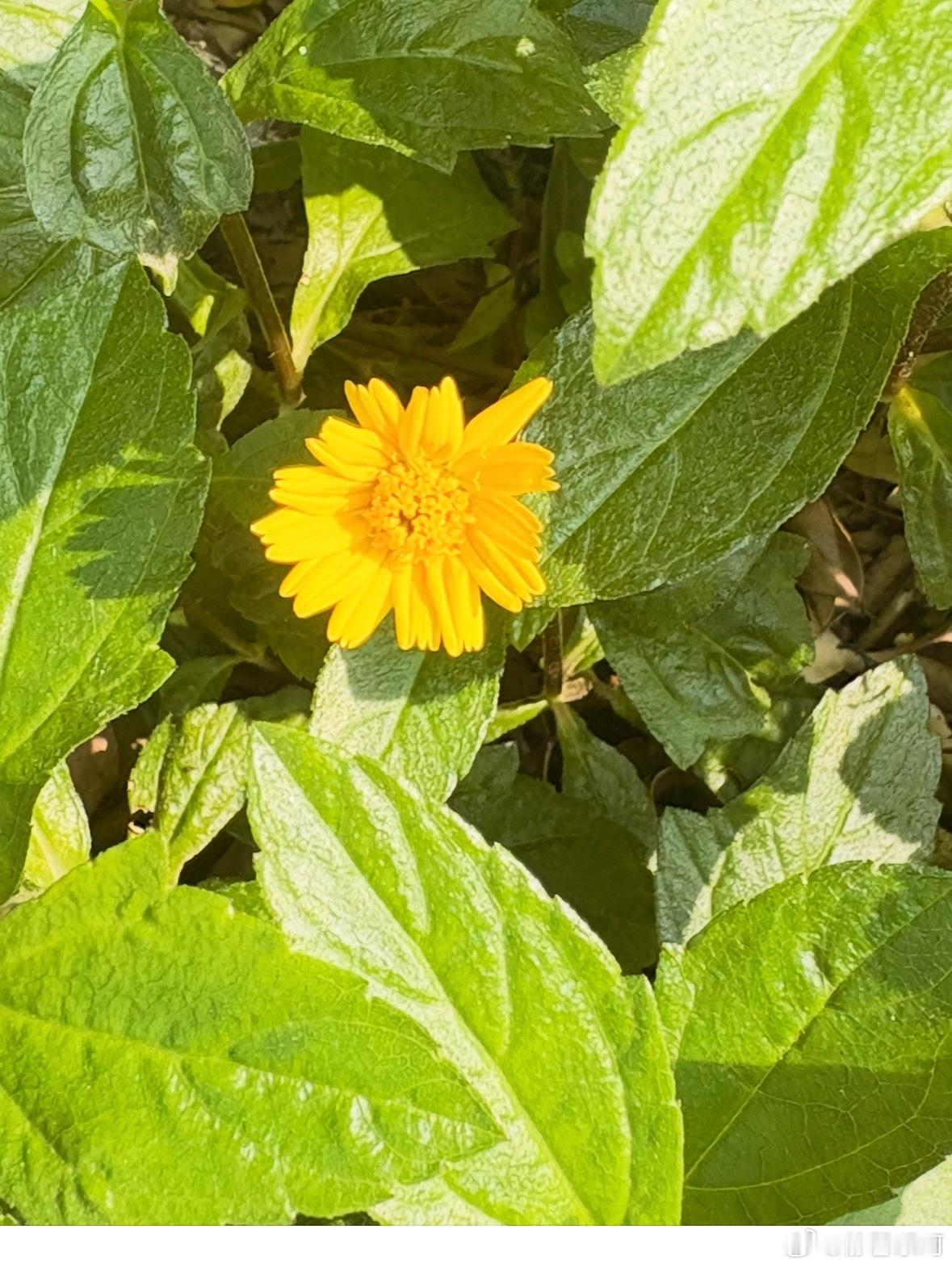 上班路上和下班路上的治愈瞬间，路边的花花草草，落叶🍂就是我的快乐源泉。纪检部门