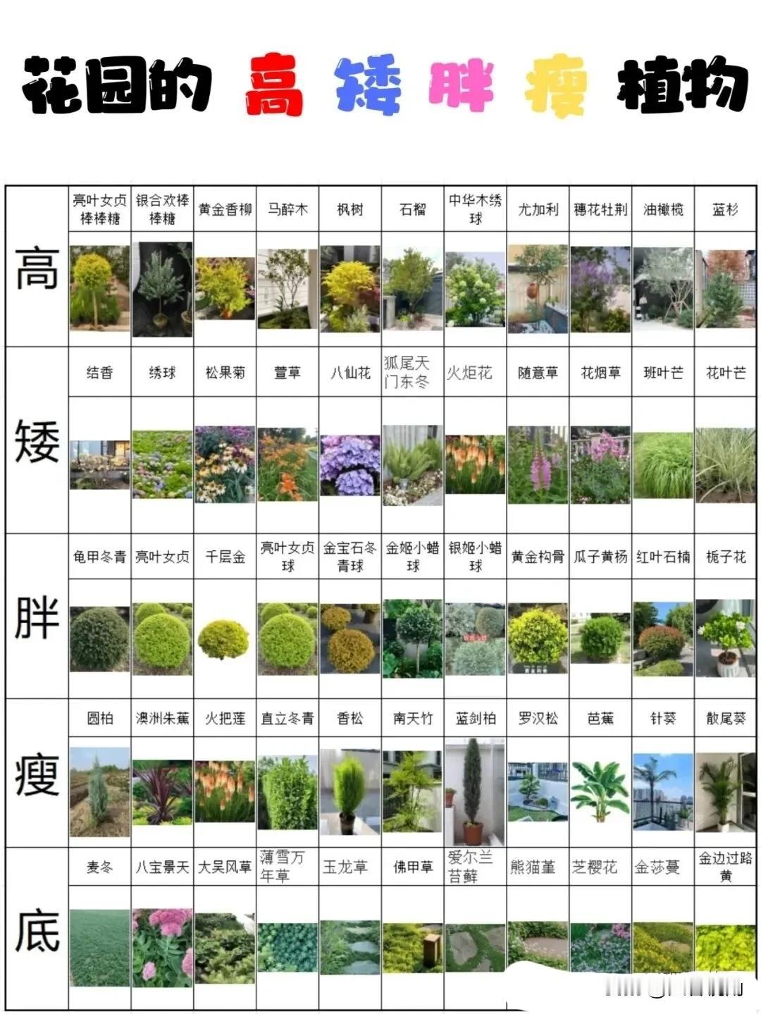 花园里的“高矮胖瘦