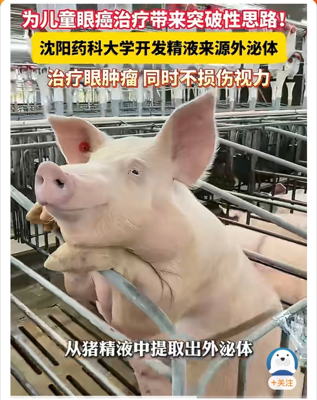 猪精液制成的眼药水可治疗眼肿瘤这确实是条有味道的新闻……但是能治眼部肿瘤，谁还会