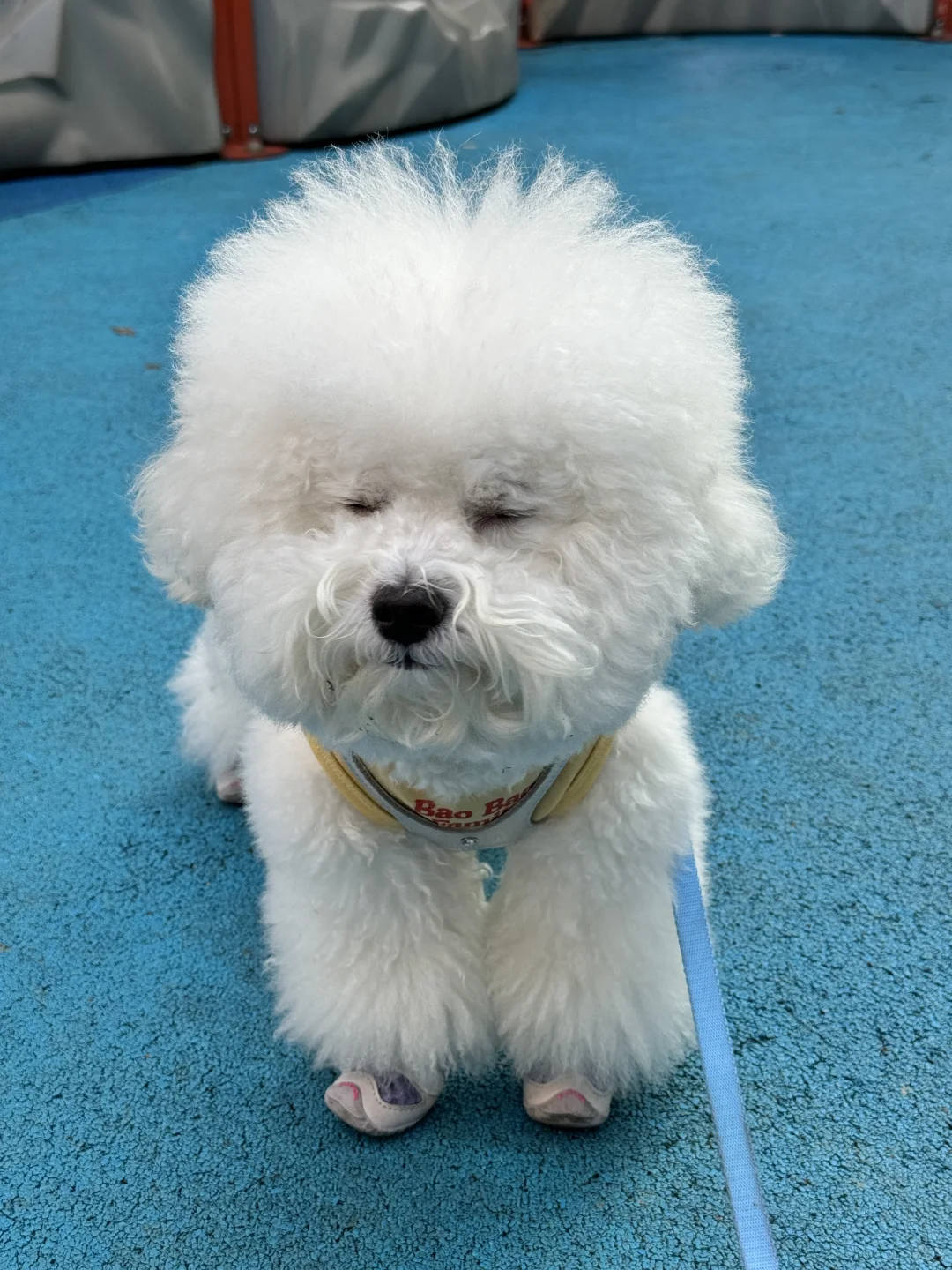 小狗说早上一点也不好