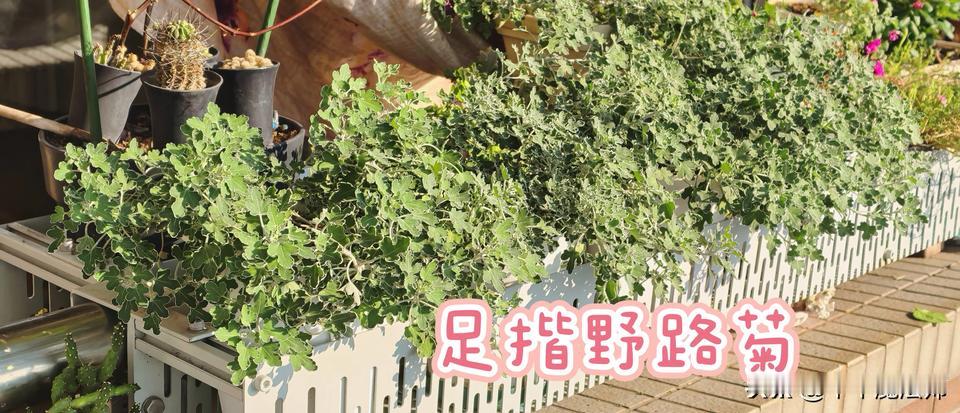 粉黛千头求，5盆足揩野路菊等待花开～