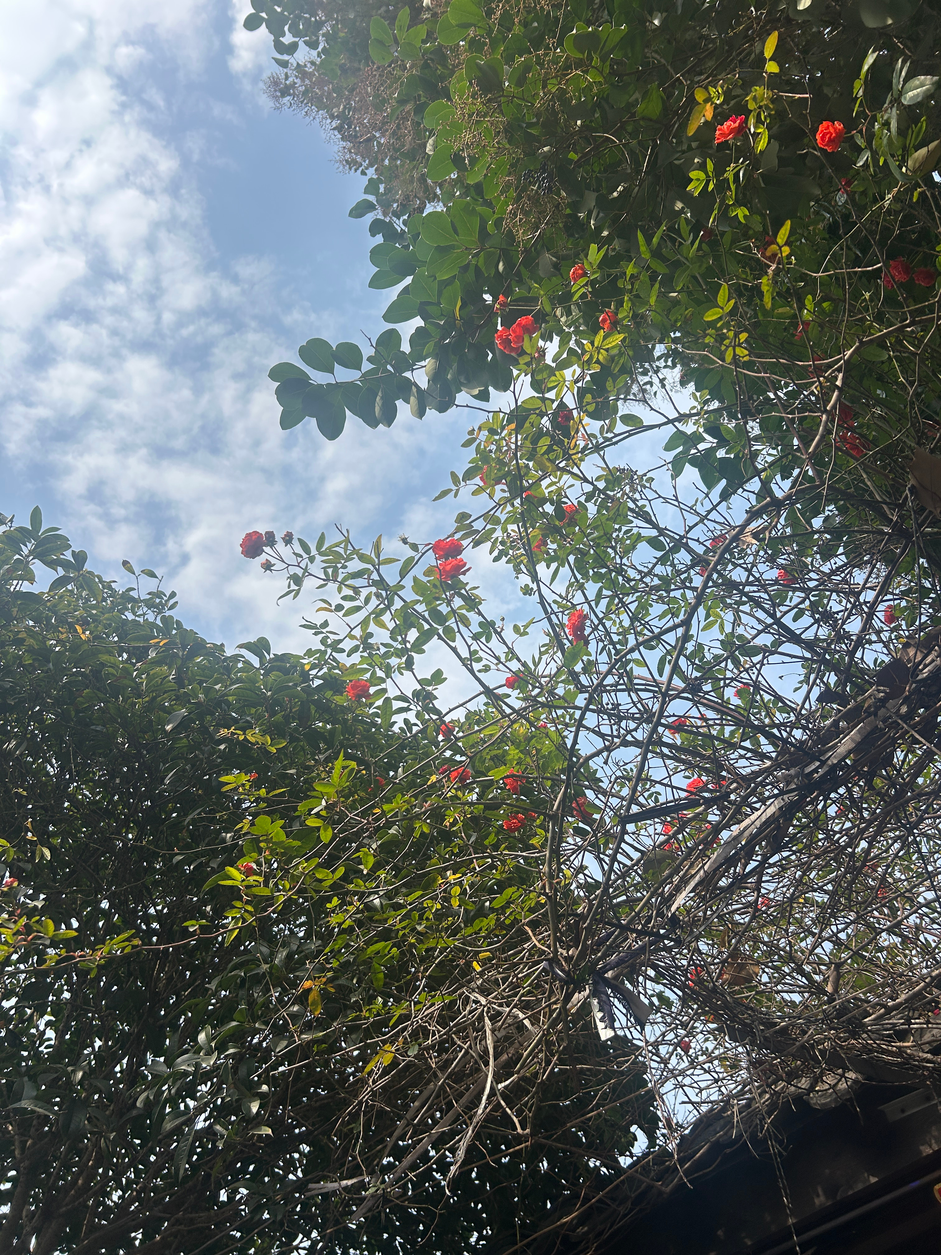 今日的阳光也太治愈了吧，暖融融的洒在身上，整个人都被裹进温柔里。就算生理期浑身懒